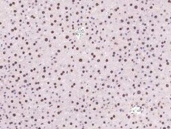 DPPA4 Antibody, Novus Biologicals 100 &mu;g; Unconjugated:Antibodies, Polyclonal