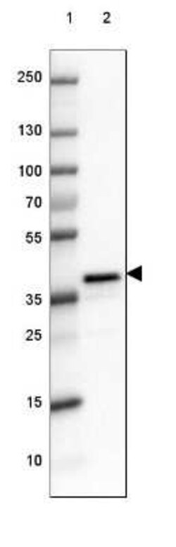 DPPA4 Antibody, Novus Biologicals 25 &mu;L, Unconjugated:Antibodies, Polyclonal
