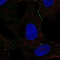 DPPA5/ESG1 Rabbit anti-Human, Polyclonal, Novus Biologicals:Antibodies:Primary