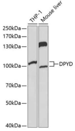 DPYD Antibody - BSA Free, Novus Biologicals 0.02 mL, Unconjugated:Antibodies,