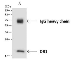 DR1 Antibody, Novus Biologicals:Antibodies:Primary Antibodies