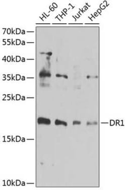 DR1 Antibody - BSA Free, Novus Biologicals 0.02 mL | Buy Online | Novus Biologicals | Fisher Scientific
