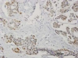 DRAK1 Antibody (4D12), Novus Biologicals 0.1 mg | Buy Online | Novus Biologicals | Fisher Scientific