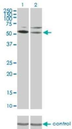 DRAK1 Antibody (4D12), Novus Biologicals 0.1 mg | Buy Online | Novus Biologicals | Fisher Scientific