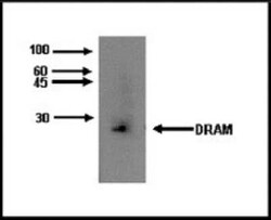 DRAM Antibody (M3-P4B4) - BSA Free, Novus Biologicals 0.1 mL, Unconjugated:Antibodies,