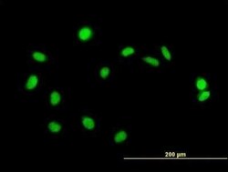 DREF Antibody, Novus Biologicals 0.05 mg | Buy Online | Novus Biologicals | Fisher Scientific