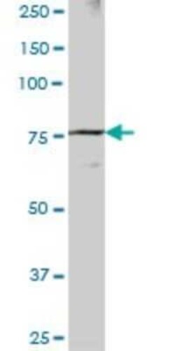 DREF Antibody, Novus Biologicals 0.05 mg | Buy Online | Novus Biologicals | Fisher Scientific