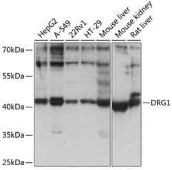 DRG1 Antibody - Azide and BSA Free, Novus Biologicals:Antibodies:Primary