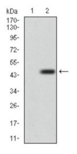 DRP1 Antibody (4E11B11) - Azide and BSA Free, Novus Biologicals 0.1 mL;