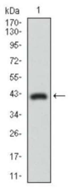 DRP1 Antibody (4E11B11) - Azide and BSA Free, Novus Biologicals 0.1 mL;