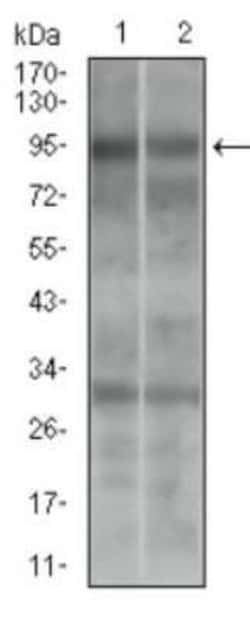 DRP1 Antibody (4E11B11) - Azide and BSA Free, Novus Biologicals 0.1 mL;