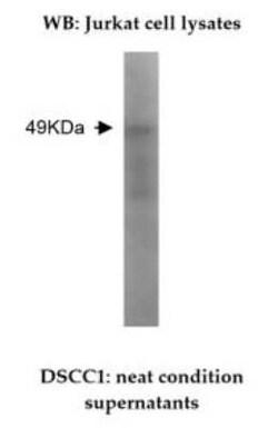 DSCC1 Antibody (V76P1B2 B12) - BSA Free, Novus Biologicals:Antibodies:Primary