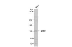 DSPP Antibody, Novus Biologicals 100 &mu;g | Buy Online | Novus Biologicals | Fisher Scientific