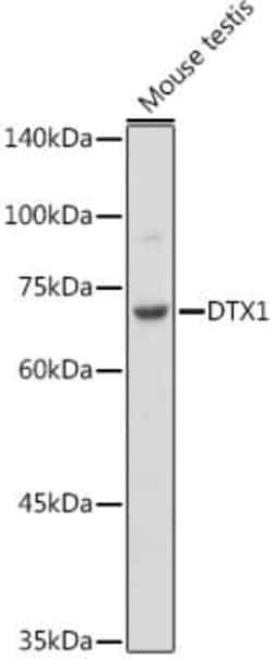 DTX1 Rabbit anti-Human, Mouse, Polyclonal, Novus Biologicals:Antibodies:Primary