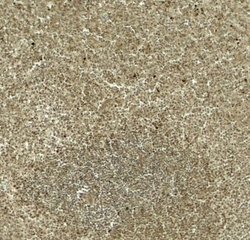 DTX4 Antibody - BSA Free, Novus Biologicals 0.1 mg; Unconjugated:Antibodies,