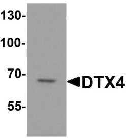 DTX4 Antibody - BSA Free, Novus Biologicals 0.1 mg; Unconjugated:Antibodies,