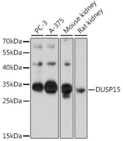 DUSP15 Antibody - Azide and BSA Free, Novus Biologicals:Antibodies:Primary