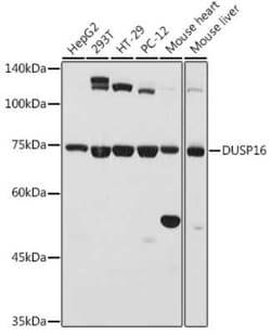 DUSP16 Antibody - BSA Free, Novus Biologicals 0.02 mL, Unconjugated:Antibodies,