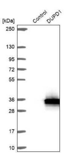 DUSP27/DUPD1 Antibody, Novus Biologicals 25 &mu;L | Buy Online | Novus Biologicals | Fisher Scientific