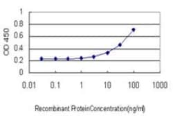 DUSP4 Antibody (1D12), Novus Biologicals 0.1 mg, Unconjugated:Antibodies,