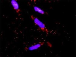 DUSP9 Antibody (2E3), Novus Biologicals 0.1 mg, Unconjugated:Antibodies,