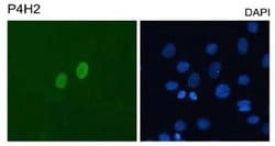 DUX4 Antibody (P4H2) - Azide and BSA Free, Novus Biologicals 0.1 mL; Unconjugated:Antibodies,