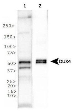 DUX4 Antibody (P4H2) - Azide and BSA Free, Novus Biologicals 0.1 mL; Unconjugated:Antibodies,
