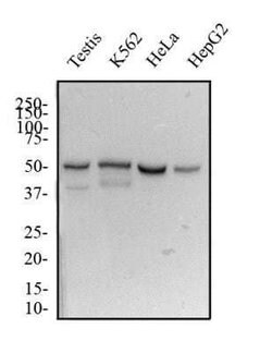 DUX4 Antibody (P4H2) - Azide and BSA Free, Novus Biologicals 0.1 mL; Unconjugated:Antibodies,
