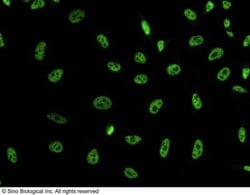 DYDC2 Rabbit anti-Human, Clone: 101, Novus Biologicals 50 &mu;g; Unconjugated:Antibodies,