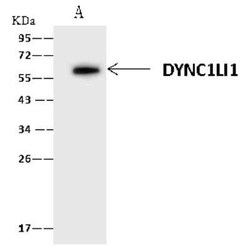 DYNC1LI1 Antibody, Novus Biologicals 100 &mu;g, Unconjugated:Antibodies,