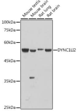 DYNC1LI2 Rabbit anti-Human, Mouse, Rat, Polyclonal, Novus Biologicals 20 &mu;g | Buy Online | Novus Biologicals | Fisher Scientific