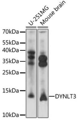 DYNLT3 Antibody - Azide and BSA Free, Novus Biologicals 0.02 mL, Unconjugated:Antibodies,
