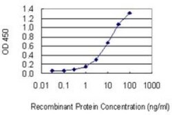 DYRK3 Antibody (3E10), Novus Biologicals 0.1 mg | Buy Online | Novus Biologicals | Fisher Scientific