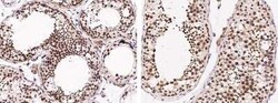 DZIP1 Antibody, Novus Biologicals 50 &mu;g, Unconjugated:Antibodies, Polyclonal