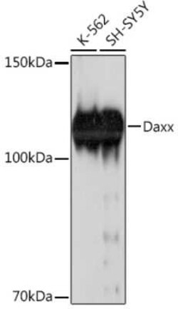 Daxx Rabbit anti-Human, Clone: 5B3X4, Novus Biologicals:Antibodies:Primary