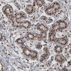 Daxx Antibody (CL3580), Novus Biologicals 100&mu;L:Antibodies, Monoclonal