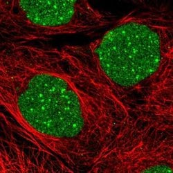 Daxx Antibody, Novus Biologicals 25 &mu;L; Daxx Antibody; Unconjugated:Antibodies,