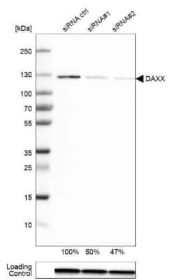 Daxx Antibody, Novus Biologicals 0.1 mL; Unconjugated:Antibodies, Polyclonal