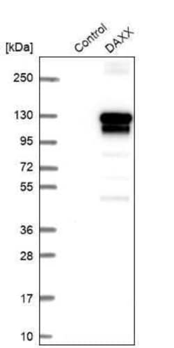 Daxx Antibody, Novus Biologicals 0.1 mL; Unconjugated:Antibodies, Polyclonal
