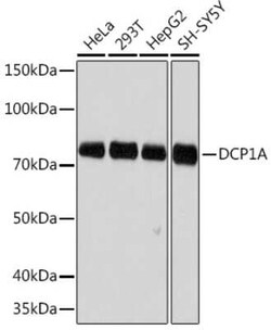 Dcp1a Rabbit anti-Human, Mouse, Clone: 7Q8Q6, Novus Biologicals 100 &mu;g;