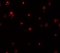 Death Ligand Signal Enhancer Antibody - BSA Free, Novus Biologicals 0.1