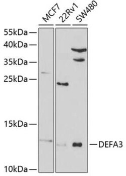 Defensin alpha 3 Antibody - BSA Free, Novus Biologicals 0.1 mL, Unconjugated:Antibodies,