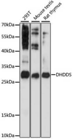 Dehydrodolichyl Diphosphate Synthase Antibody - Azide and BSA Free, Novus