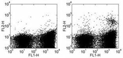 Dendritic Cell Marker Antibody (33D1) - BSA Free, Novus Biologicals:Antibodies:Primary