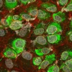 Dengue Virus 2 VLP/Envelope Mouse anti-Virus, Clone: ME1.G6.C12, Novus Biologicals 0.1 mg | Buy Online | Novus Biologicals | Fisher Scientific