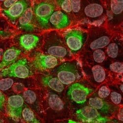 Dengue Virus 2 premembrane (prM) Envelope Mouse anti-Virus, Clone: CC5.A9.E10,