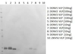 Dengue Virus 2 premembrane (prM) Envelope Mouse anti-Virus, Clone: CC5.A9.E10,
