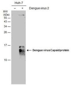 Dengue Virus Capsid Protein Antibody (GT2287), Novus Biologicals 100 &mu;g | Buy Online | Novus Biologicals | Fisher Scientific