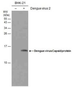 Dengue Virus Capsid Protein Antibody (GT574), Novus Biologicals 100 &mu;g | Buy Online | Novus Biologicals | Fisher Scientific