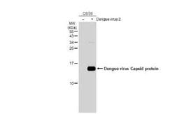 Dengue Virus Capsid Protein Antibody (GT574), Novus Biologicals 100 &mu;g | Buy Online | Novus Biologicals | Fisher Scientific